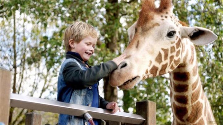 Immagine prodotto Plaion Il mio amico giraffa (Blu-ray, 2017, Tedesco)