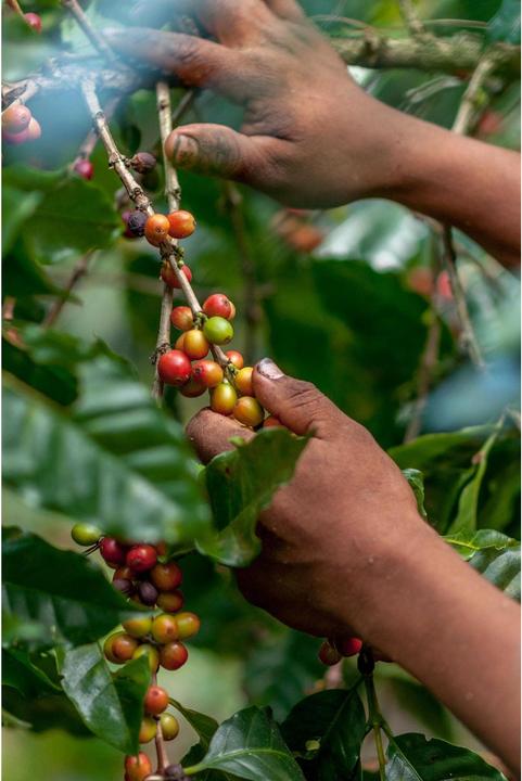 Actual product image Onesto Coffee beans organic anchor blend 1 kg (1000 g, Medium roast)