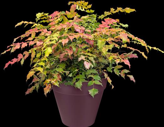 Produktbild Elho Loft Urban (20 cm)