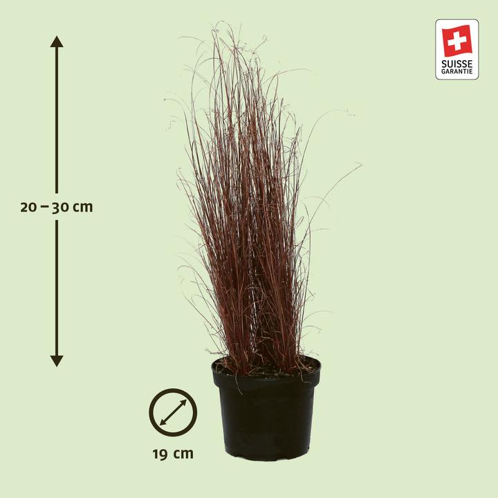 Produktbild Zulauf Carex buchananii / Fuchsrote Segge (60 cm)