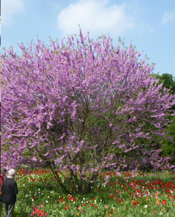 Actual product image Tropica Love Tree - Judas Tree (Cercis siliquastrum) (Plant seeds)