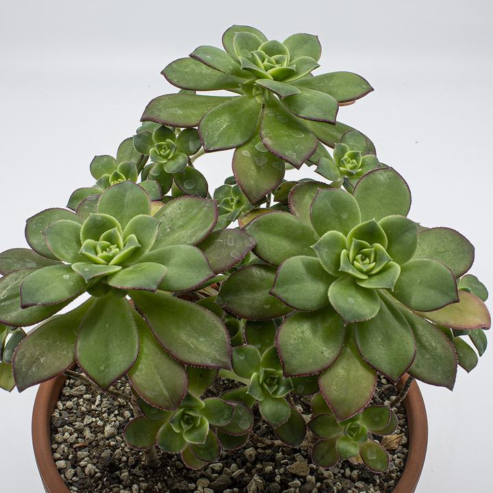 Actual product image Kakteen Gautschi Aeonium Kiwi (35 cm)