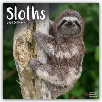 Avonside Publishing Ltd:Sloths - Faulti (305 x 305 mm, Deutsch)
