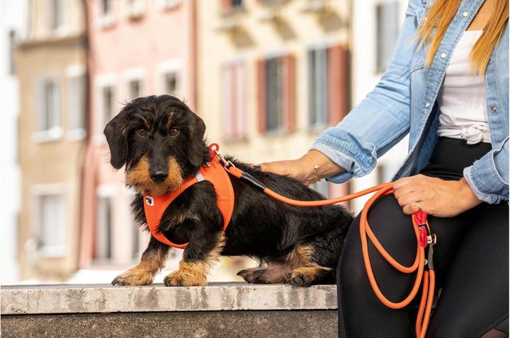 Immagine prodotto Curli Gilet da imbracatura Air-Mesh S, Nero (S, Cane, Generale)