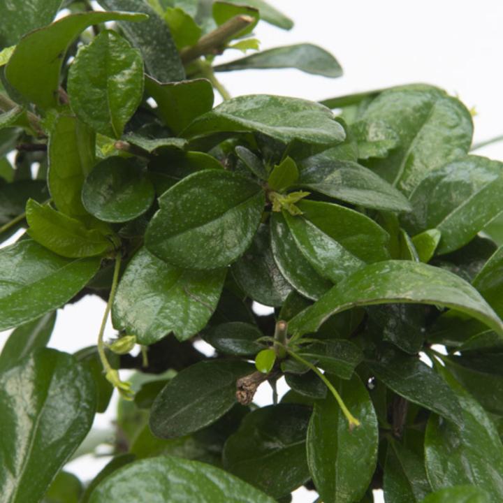 Produktbild Plant in a Box Carmona microphylla - Bonsaibaume (20 cm)