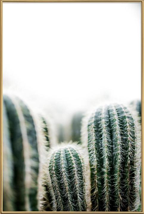 Immagine prodotto Juniqe Cactus 1 (13 x 18 cm)