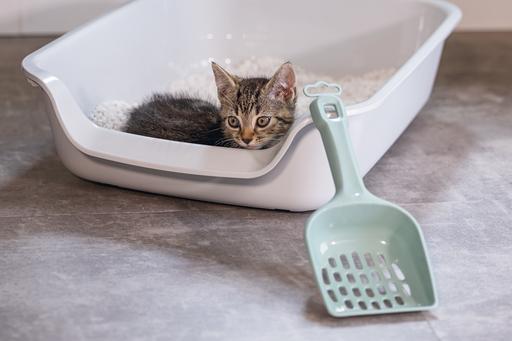 Image du produit Beeztees Chaton Shaker Lifty