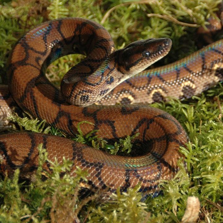 Image du produit Lucky Reptile Mousse de vivarium