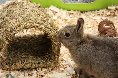 Actual product image Happy Pet Grassy Tunnel