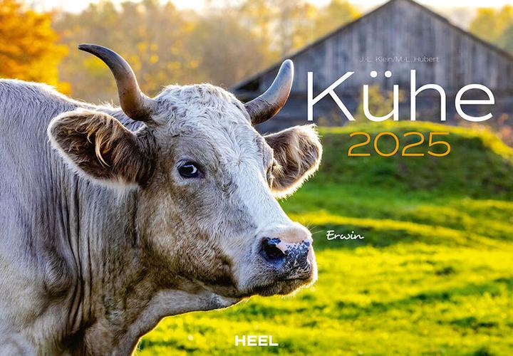 Produktbild Kühe Kalender 2025 Wandkalender (Deutsch)