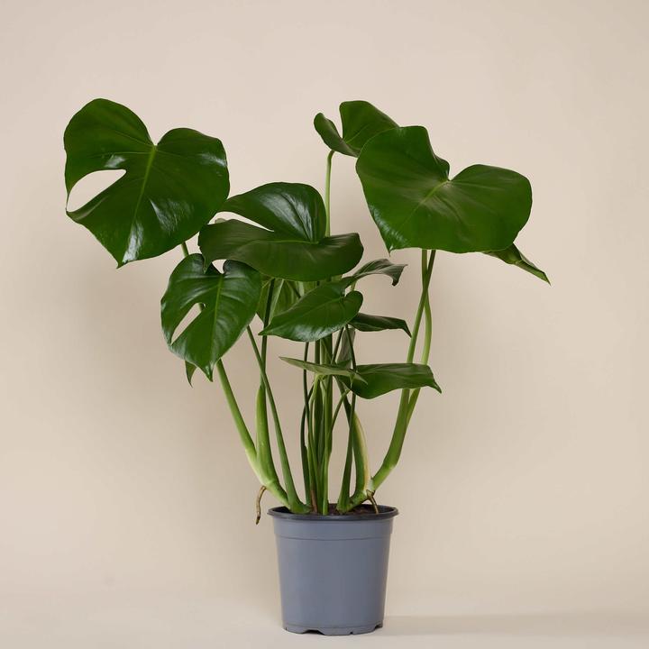 Immagine prodotto Mary and Plants Monstera (65 cm)