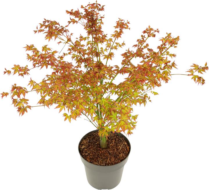 Actual product image Plant in a Box Acer palmatum 'Little Princess' - Japanese maple (45 cm)