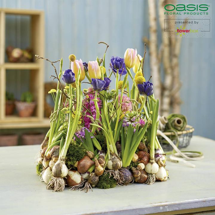 Immagine prodotto Oasis Auto-Corso