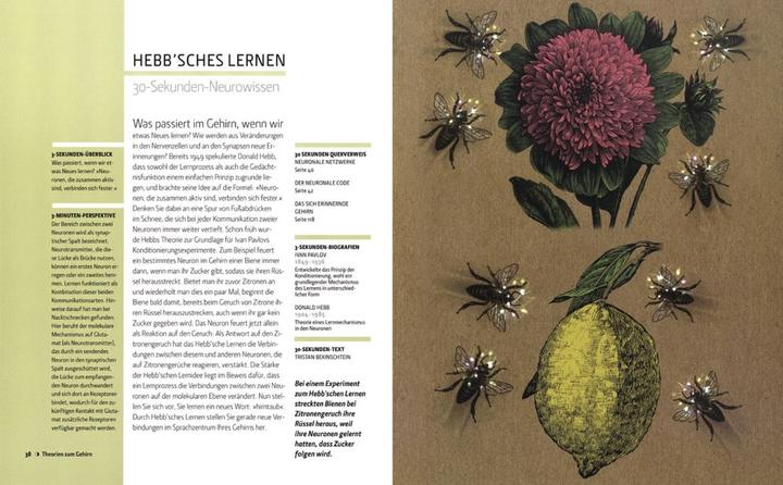 Produktbild Das Gehirn in 30 Sekunden (Deutsch, Seth Anil, 2015)