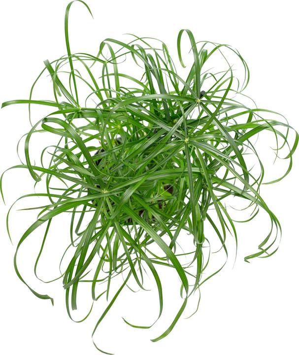 Image du produit Flowerbox Herbe de Chypre (60 cm)