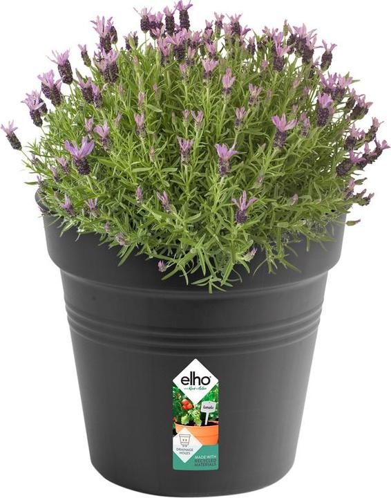 Produktbild Elho Green Basics (35 cm)