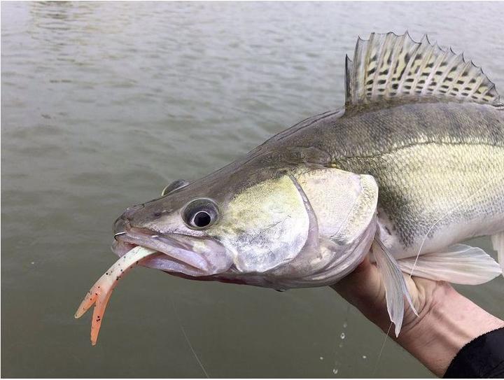Image du produit Quantum Pelagic Shad Set (21 cm)