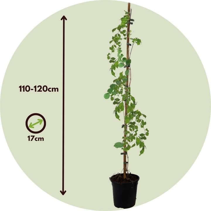 Immagine prodotto Plant in a Box Campis radicans 'Flava' - set di 2 rampicanti a tromba (110 cm)