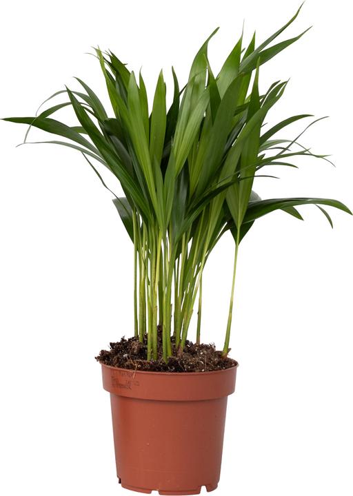 Produktbild Plant in a Box Dypsis lutescens - Goldfruchtpalme (30 cm)