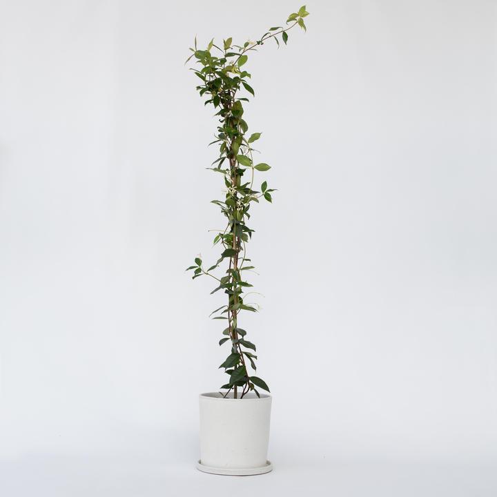 Actual product image Plant in a Box Trachelospermum jasminoides - Star jasmine (120 cm)