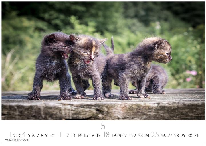 Produktbild Funny Cats 2026 S 24x35cm (24 x 35 cm, Deutsch)