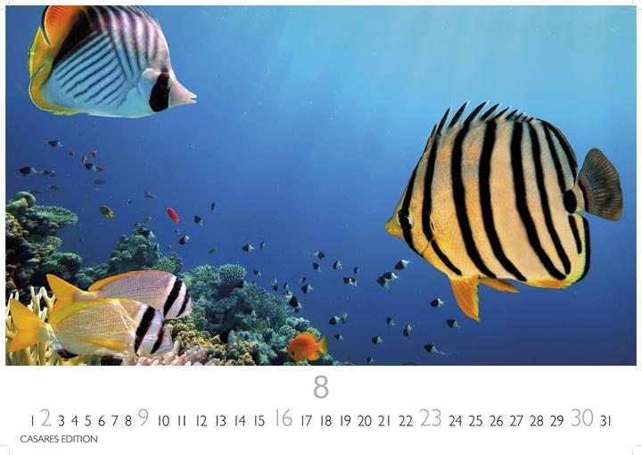 Image du produit Unterwasserwelten 2026 S 24x35cm (24 x 35 cm, Allemand)