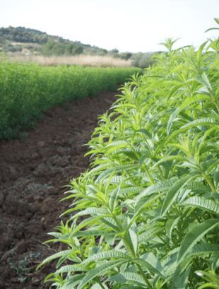 Image du produit Sonnentor Verveine Tee (30 g)