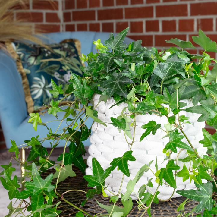 Immagine prodotto Flowerbox Gemeiner Efeu- Hedera helix (20 cm)