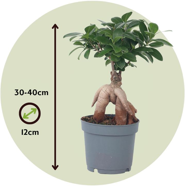 Image du produit Plant in a Box Ficus microcarpa Ginseng - Bonsaï (40 cm)