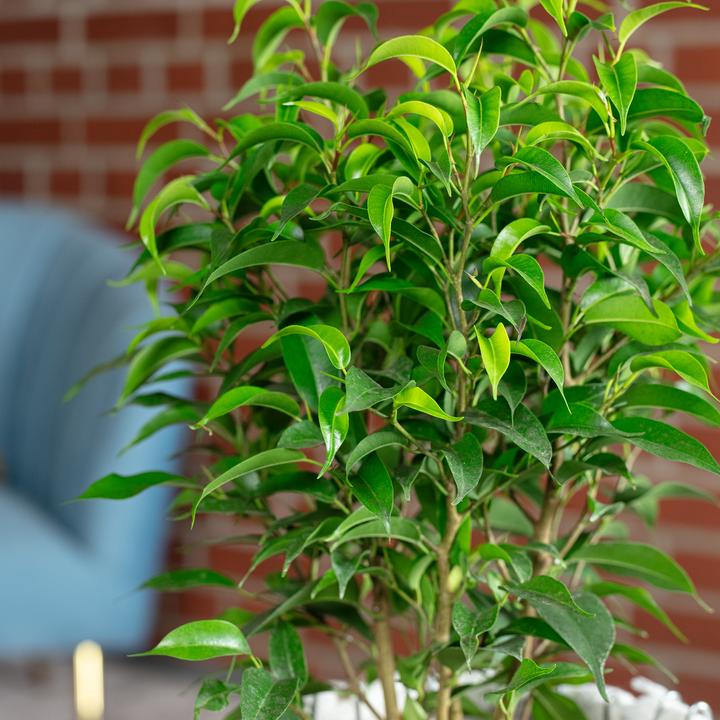 Immagine prodotto Flowerbox Fico di betulla "Natasja" ramificato - Ficus benjamini (30 cm)