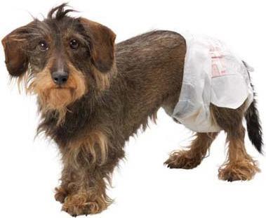 Actual product image Simple Solution Disposable diaper L (Dog)