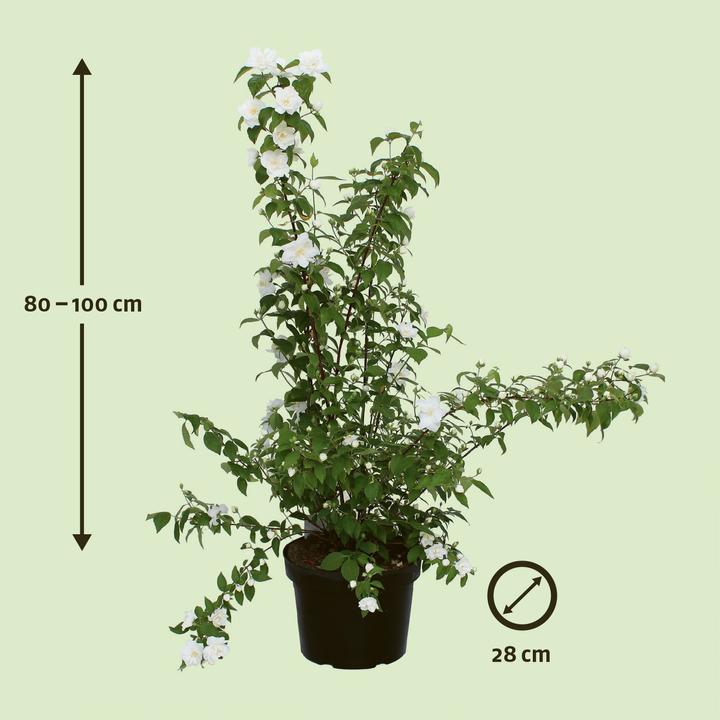 Immagine prodotto Zulauf Pfeifenstrauch / Philadelphus 'Belle Etoile' (100 cm)