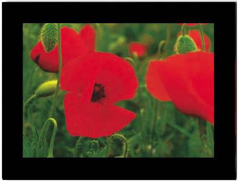 Immagine prodotto Baback Haschemi Carta doppia-Böxli 818 MOHNBLUMEN (1 pz.)