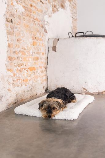 Actual product image Designed by Lotte Ligra (Dog)