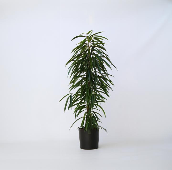 Produktbild Plant in a Box Ficus Binnendijckii Alii - Geigenpflanze (100 cm)