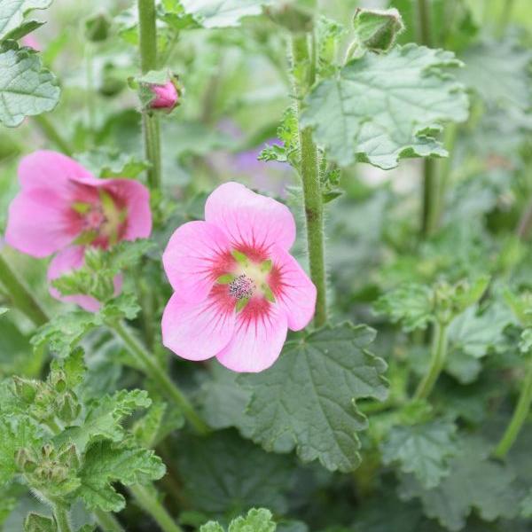 Produktbild Säntispracht 3 er Set, Die hitzebeständige Kapmalve - Anisodontea capensis Lady in Pink (80 cm)