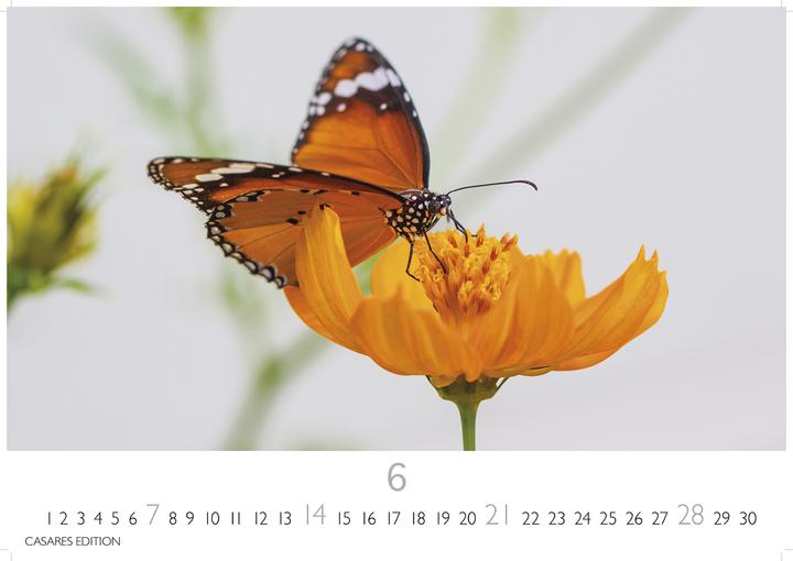 Immagine prodotto Schmetterlinge 2026 L 35x50cm (35 x 50 cm, Tedesco)