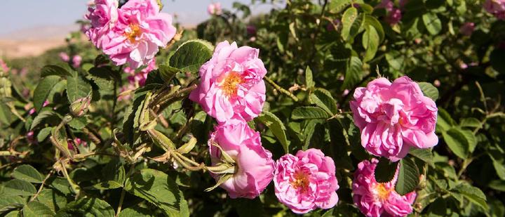 Actual product image Weleda Wild Rose (10 ml)