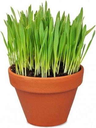 Produktbild Defu Bio-Katzengras (Pflanzensamen)