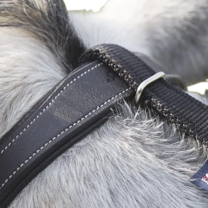 Image du produit Shires Rênes Pâquerettes
