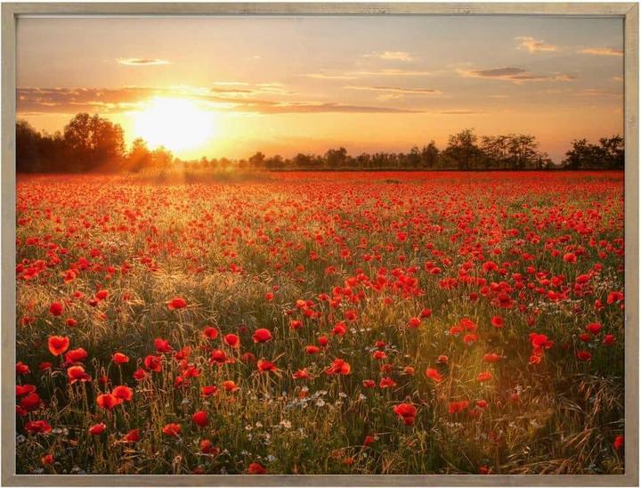 Produktbild Trenddeko Mohnfeld im Sonnenuntergang (50 x 60 cm)