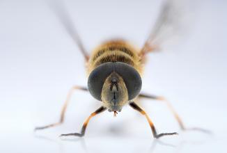 Image du produit Venus Optic 90mm f/2.8 2x Ultra Macro APO (Canon RF, Plein format)