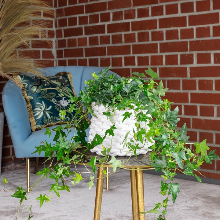 Immagine prodotto Flowerbox Gemeiner Efeu- Hedera helix (20 cm)