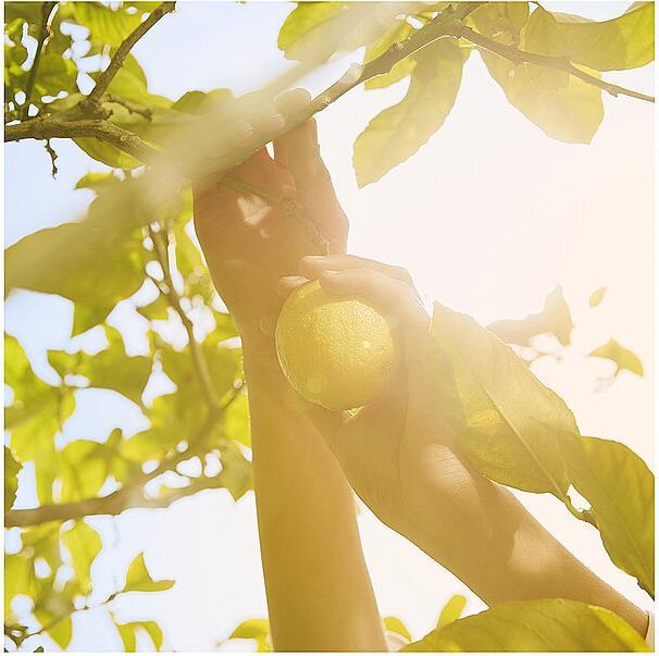 Actual product image Maison Martin Margiela Replica Under The Lemon Trees (Eau de toilette, 100 ml)