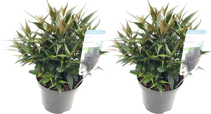 Plant in a Box Strobilanthes anisophyllus ‘Brunetthy’ - 2er Set Goldfuchs (25 cm)