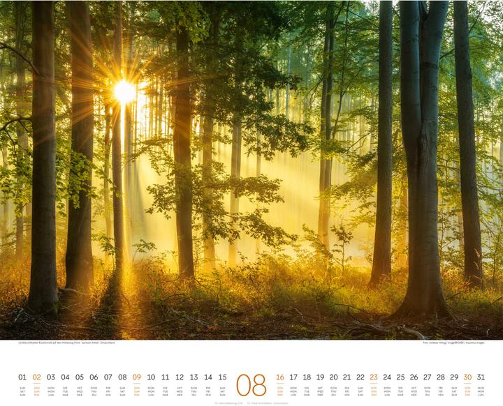 Actual product image Wald Kalender 2026 (54 x 48 cm, Hardcover, German, French, English)