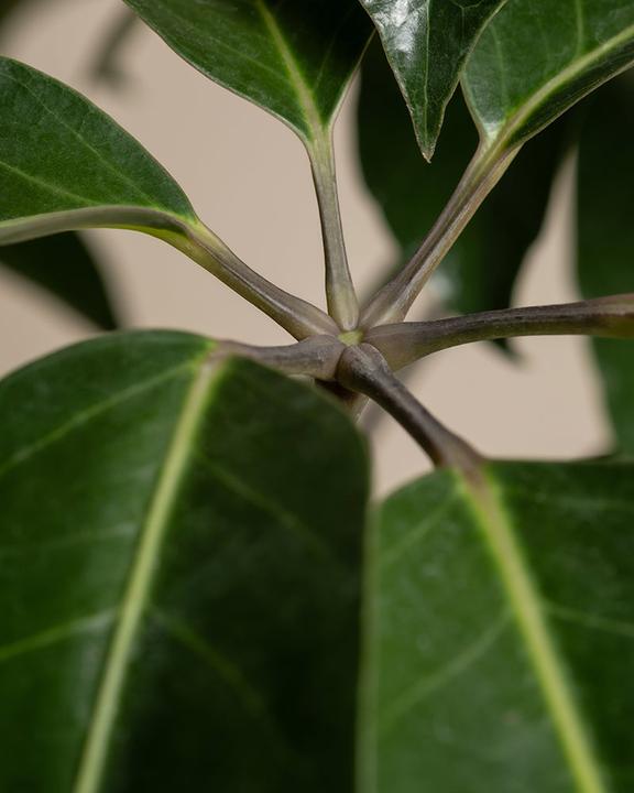 Immagine prodotto feey Schefflera amate (105 cm, Appena rinvasata)