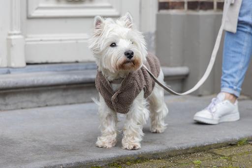 Produktbild Designed by Lotte Hundepullover Madeleine (S, Hundepullover)
