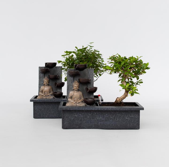 Image du produit Plant in a Box Bonsai Ligustrum, Carmona, Ficus Retusa, Syzygium, Sageretia - 2er Set Bonsai Système d'eau Bouddha (25 cm)