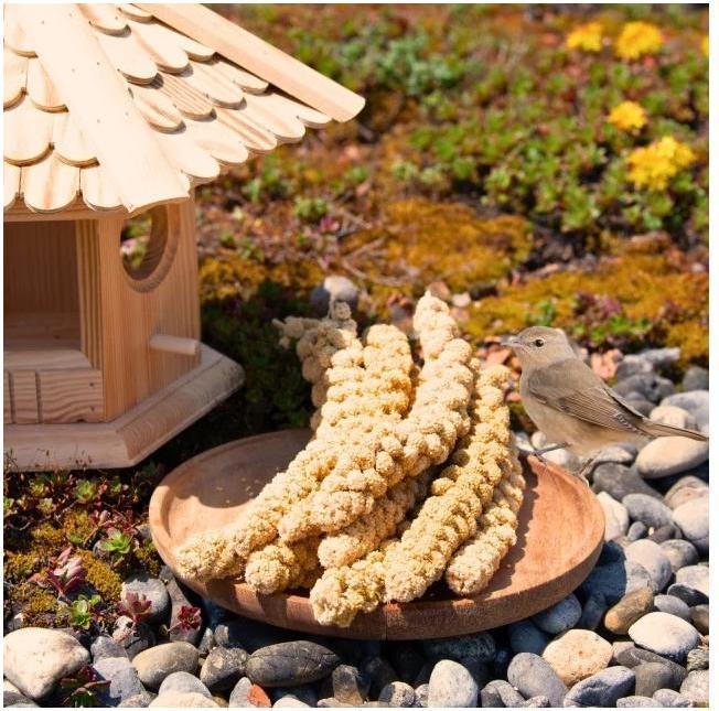 Actual product image Lyra Pet Foxtail millet (1 x, 1 kg)